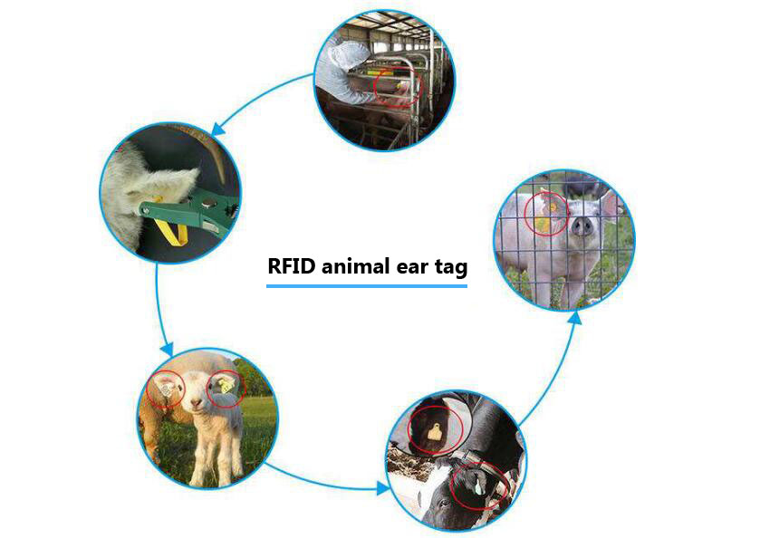  RFID tecnologia de manejo pecuário fornece um modelo de gestão científica